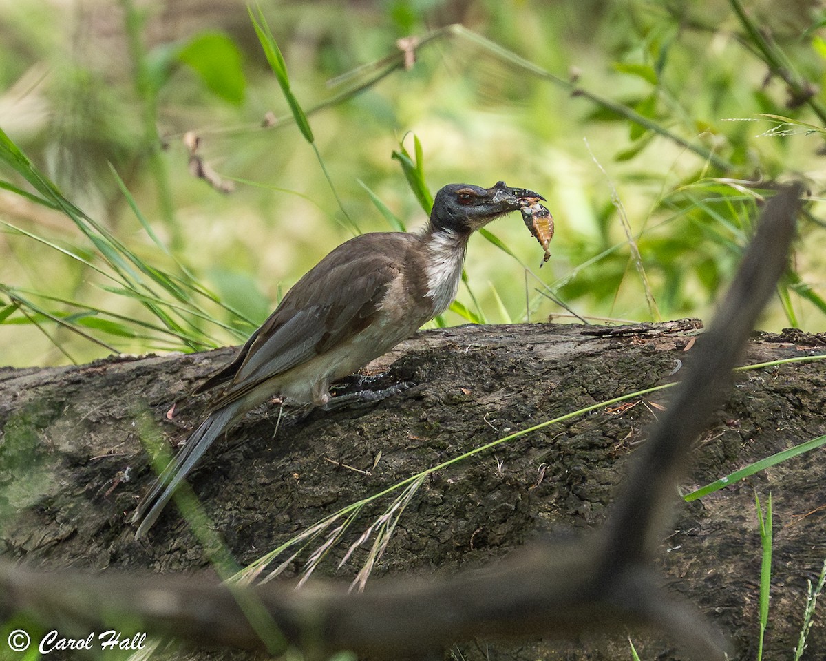 Noisy Friarbird - ML647670774