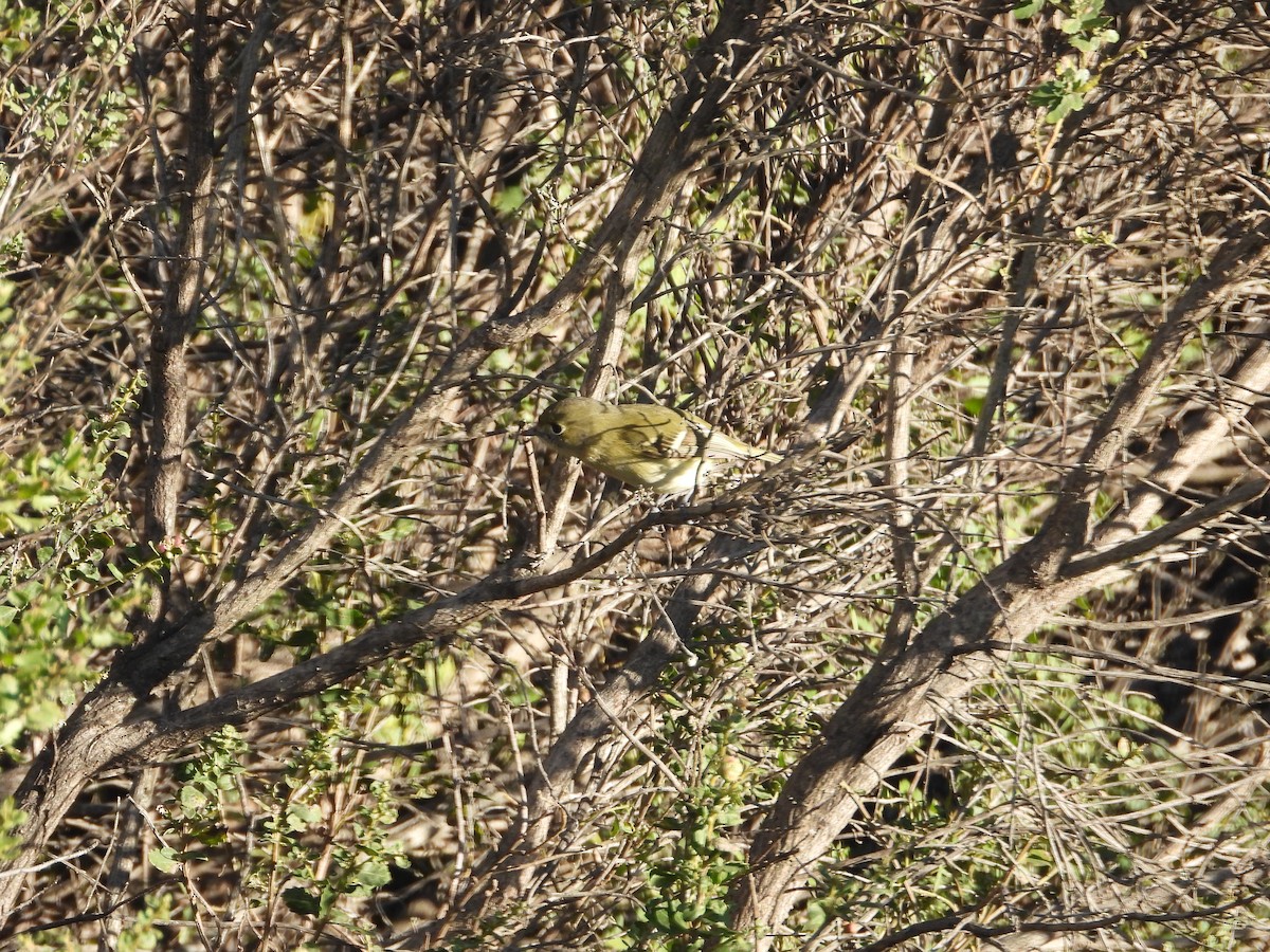 Hutton's Vireo - ML647670806