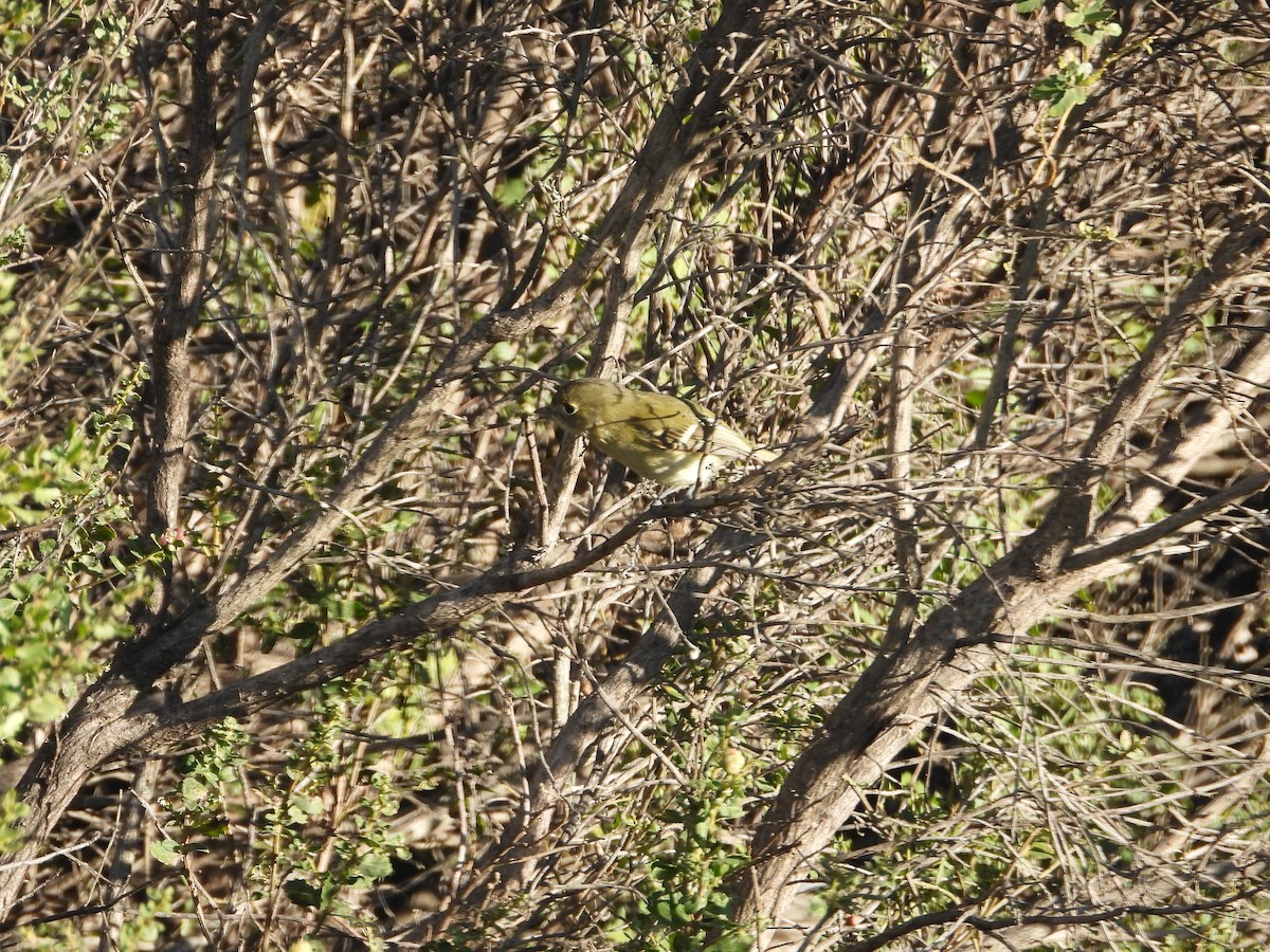 Hutton's Vireo - ML647670807