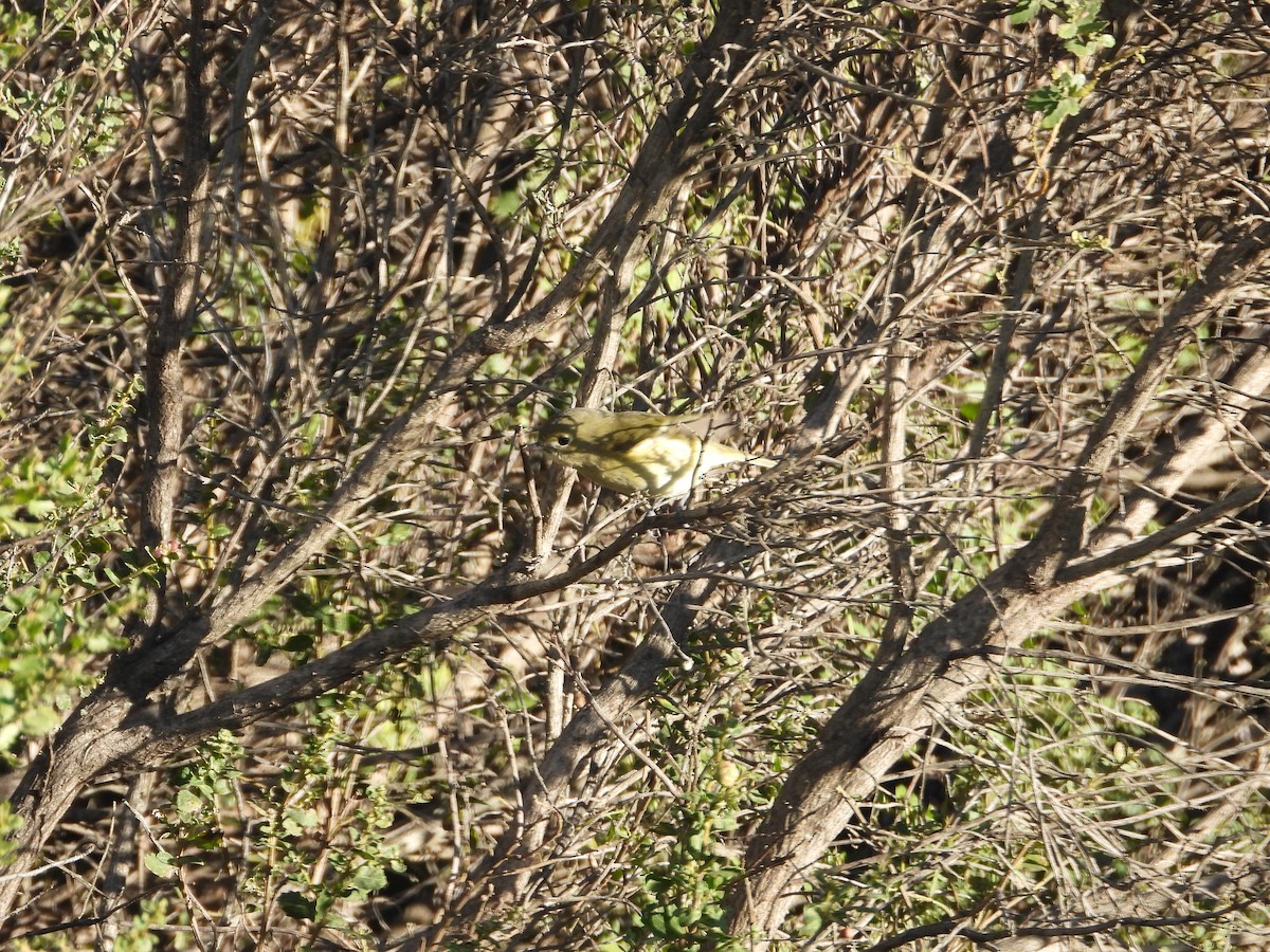 Hutton's Vireo - ML647670808