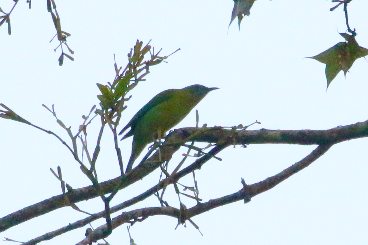 Orangebauch-Blattvogel - ML647670809