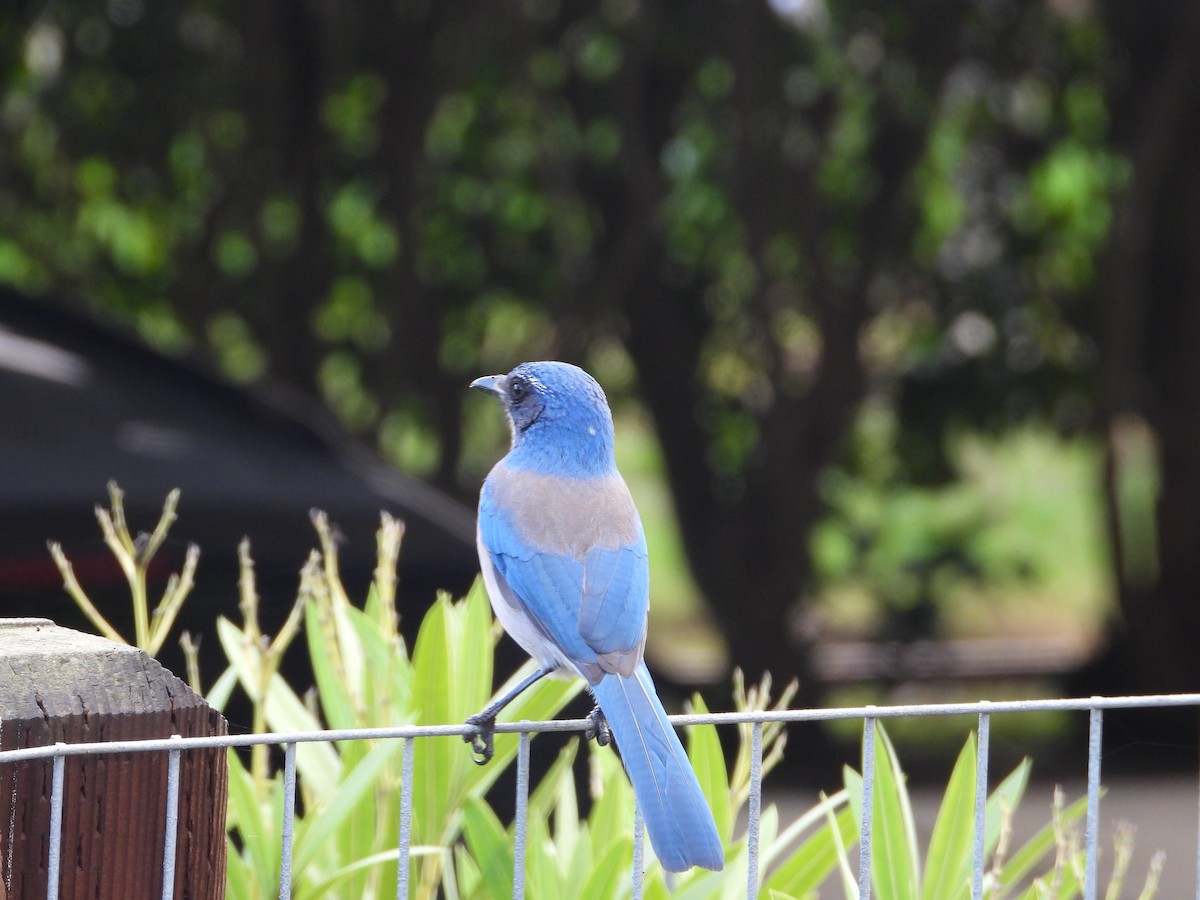 California Scrub-Jay - ML647670817