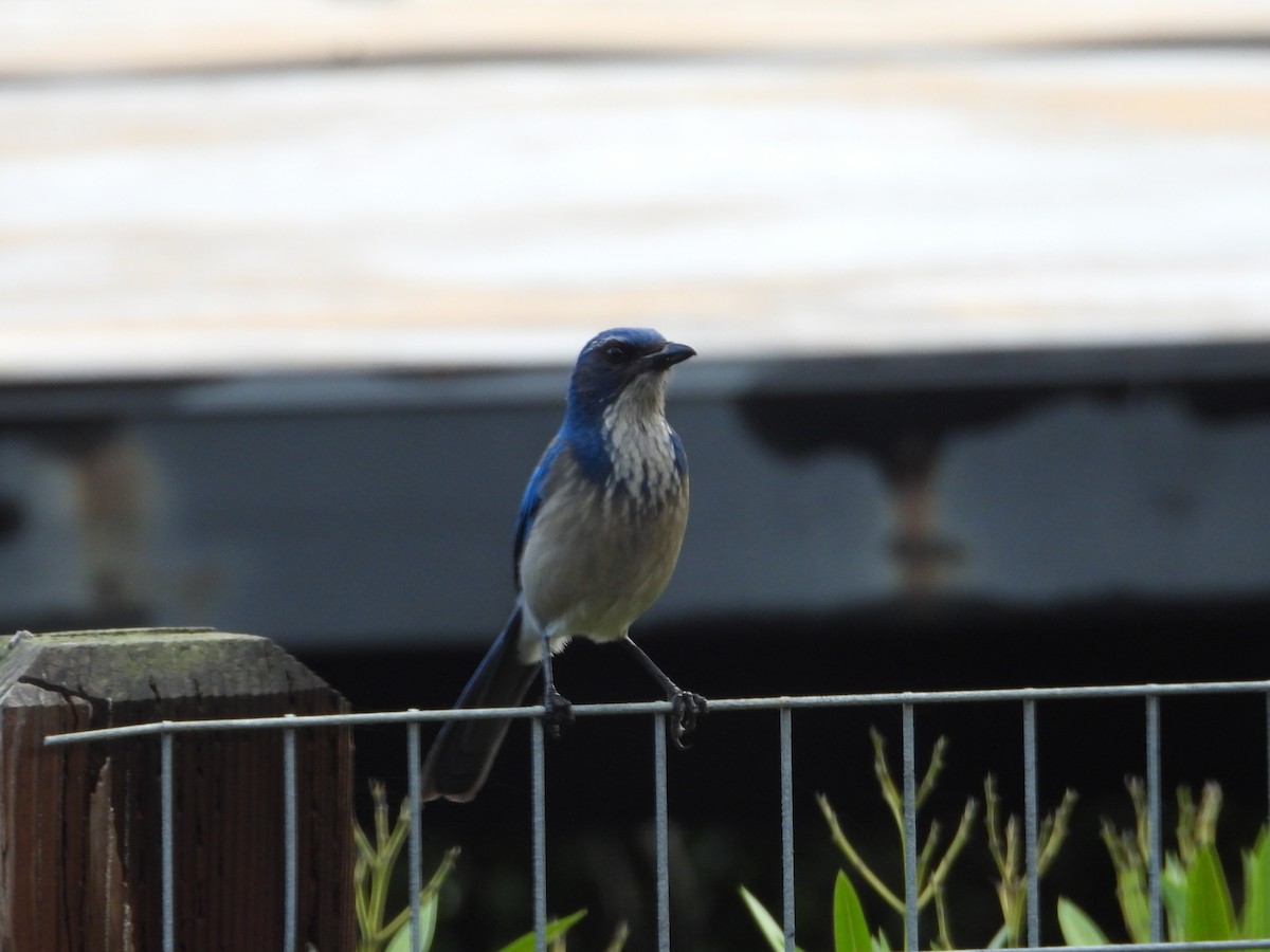 California Scrub-Jay - ML647670818