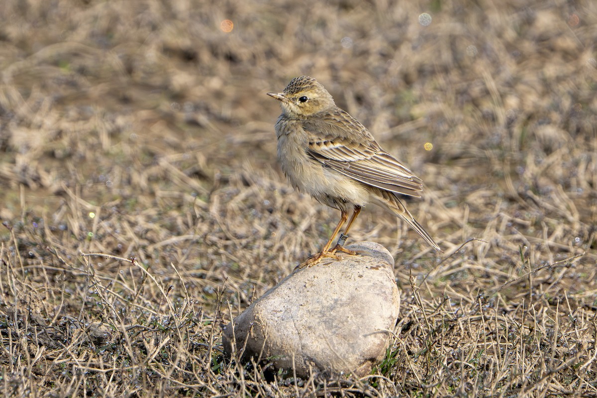 Brachpieper - ML647670820