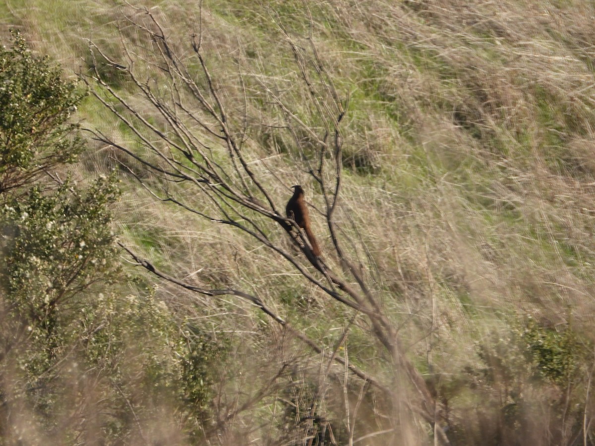 Kalifornienspottdrossel - ML647670821