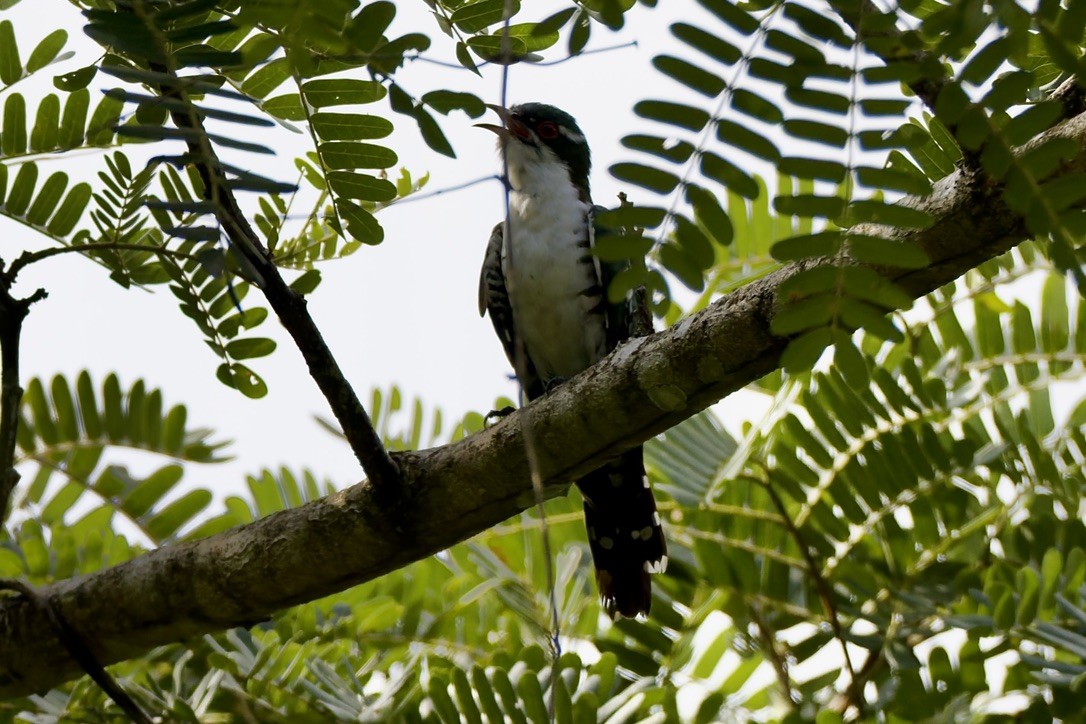 Goldkuckuck - ML647670823