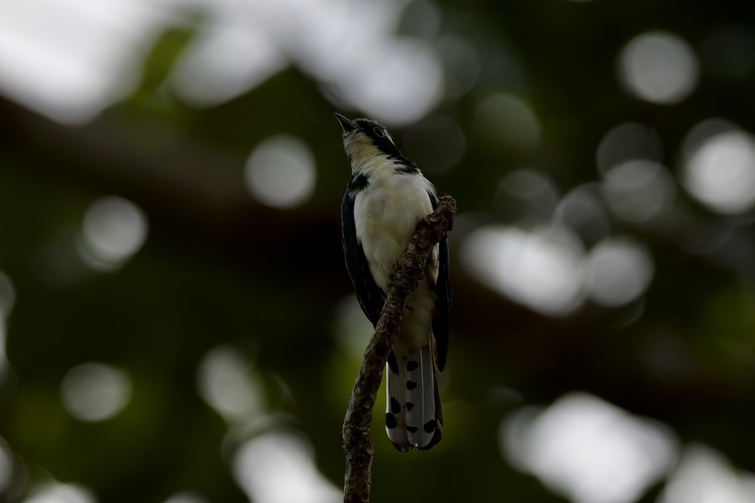 Klaaskuckuck - ML647670824