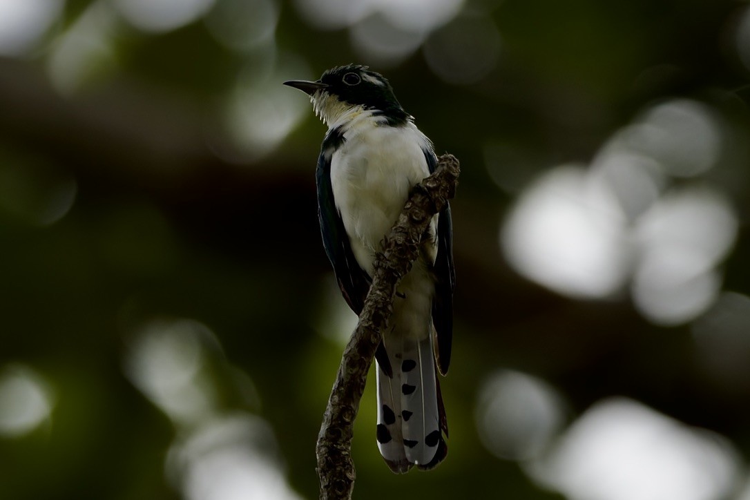 Klaaskuckuck - ML647670825