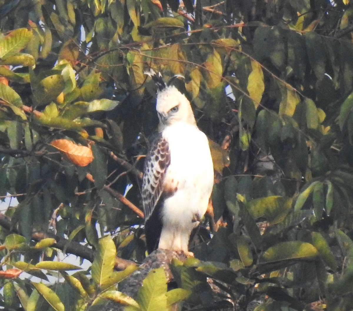 Indienhaubenadler - ML647670826