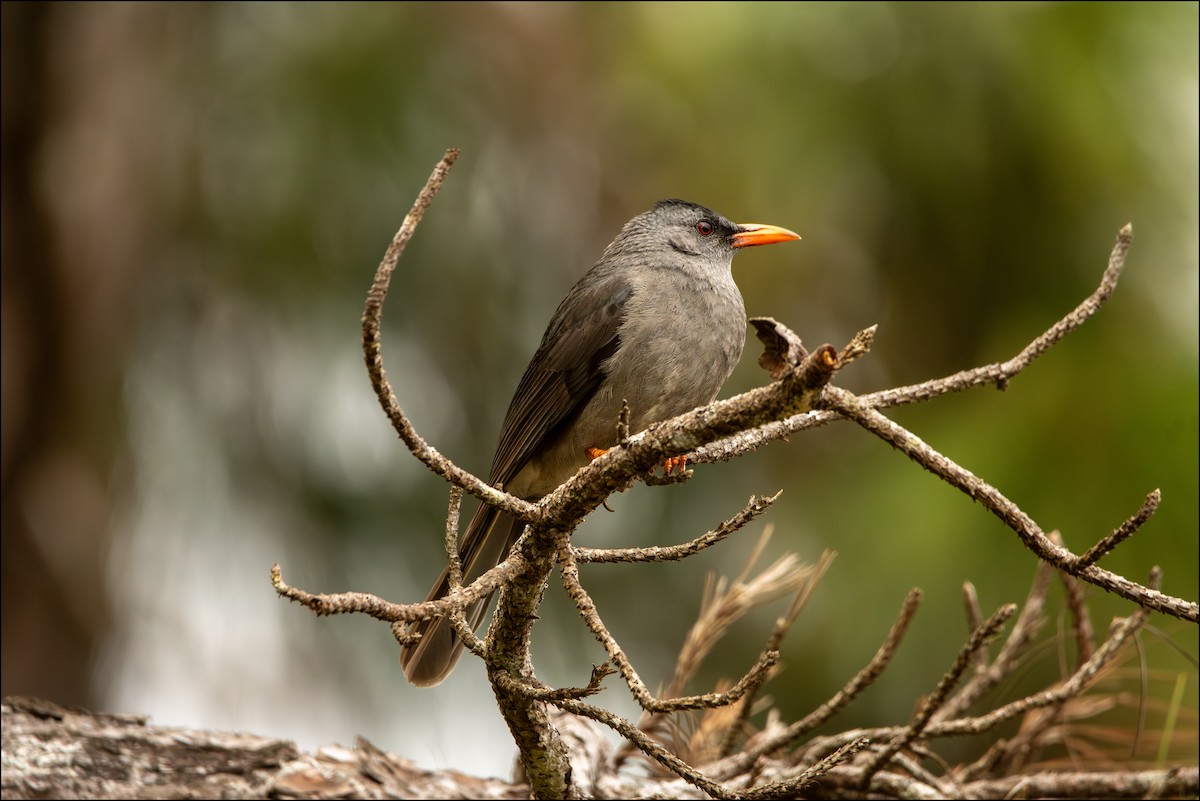 Mauritius-Rotschnabelbülbül - ML647670829