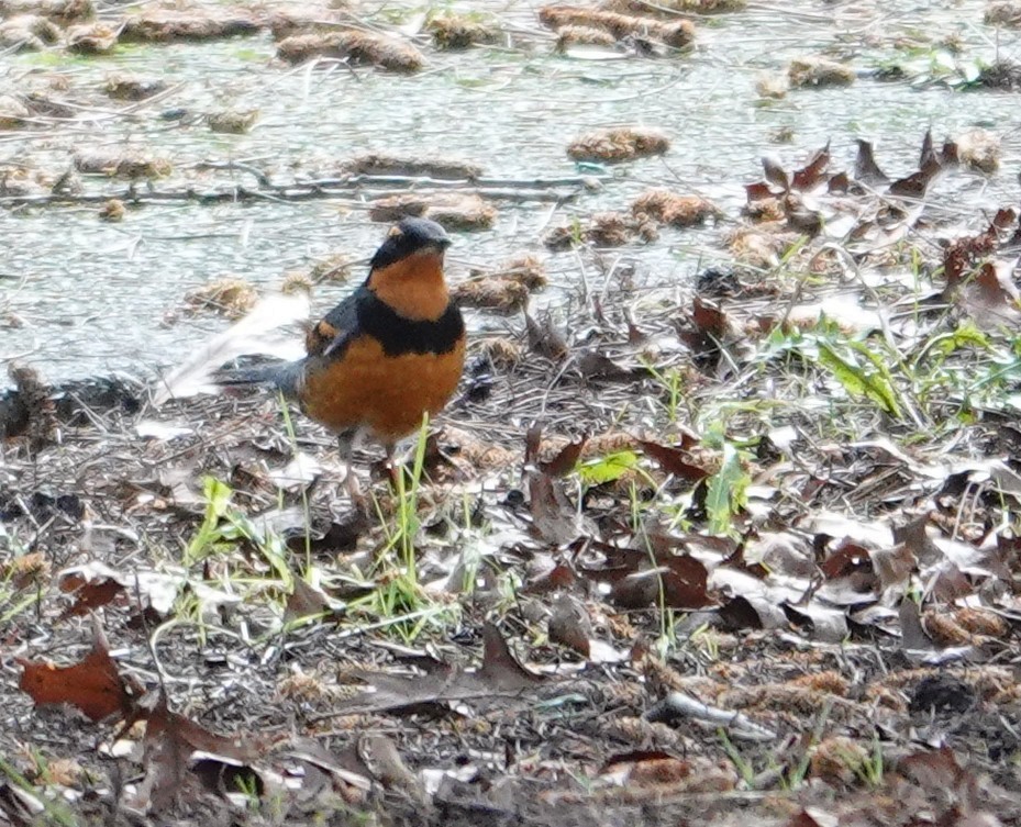 Halsbanddrossel - ML647670837