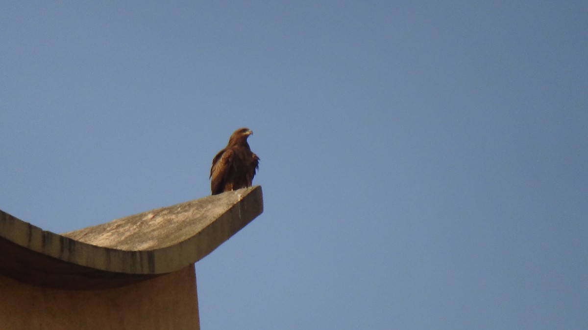 Schwarzmilan - ML647670838