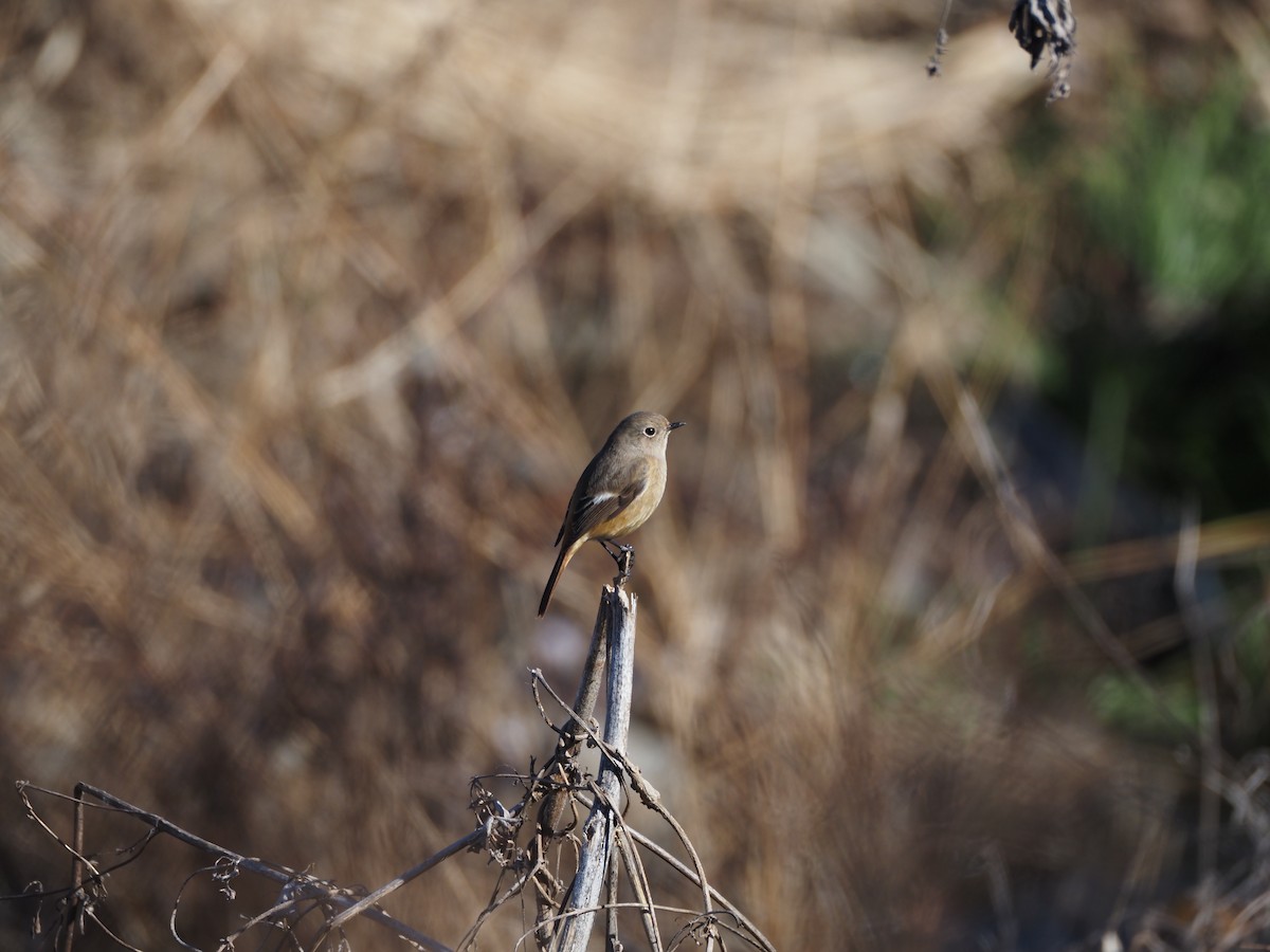 Spiegelrotschwanz - ML647670839