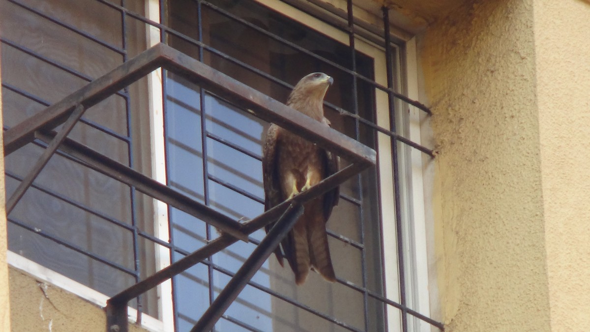 Schwarzmilan - ML647670840