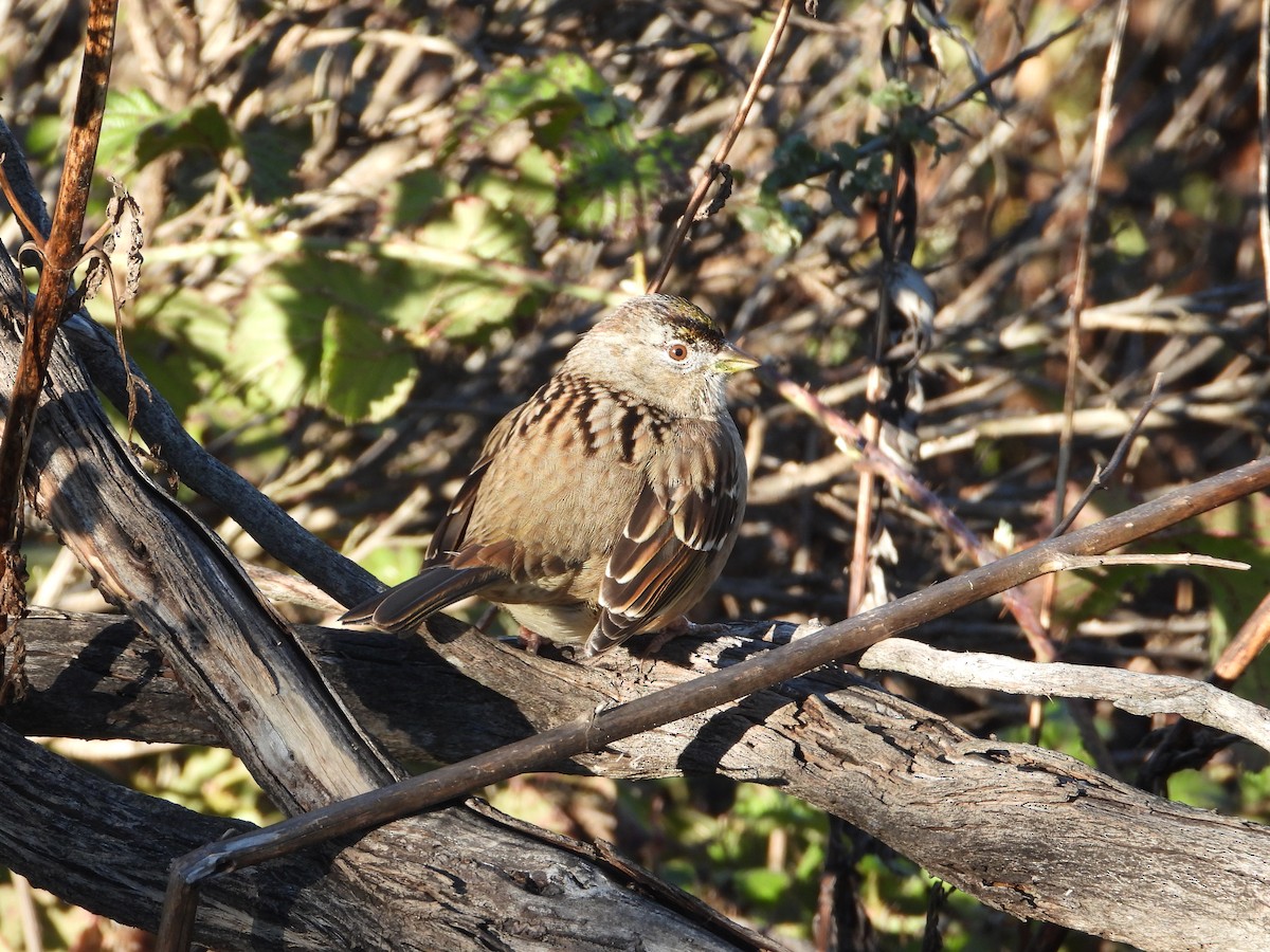 Kronenammer - ML647670843