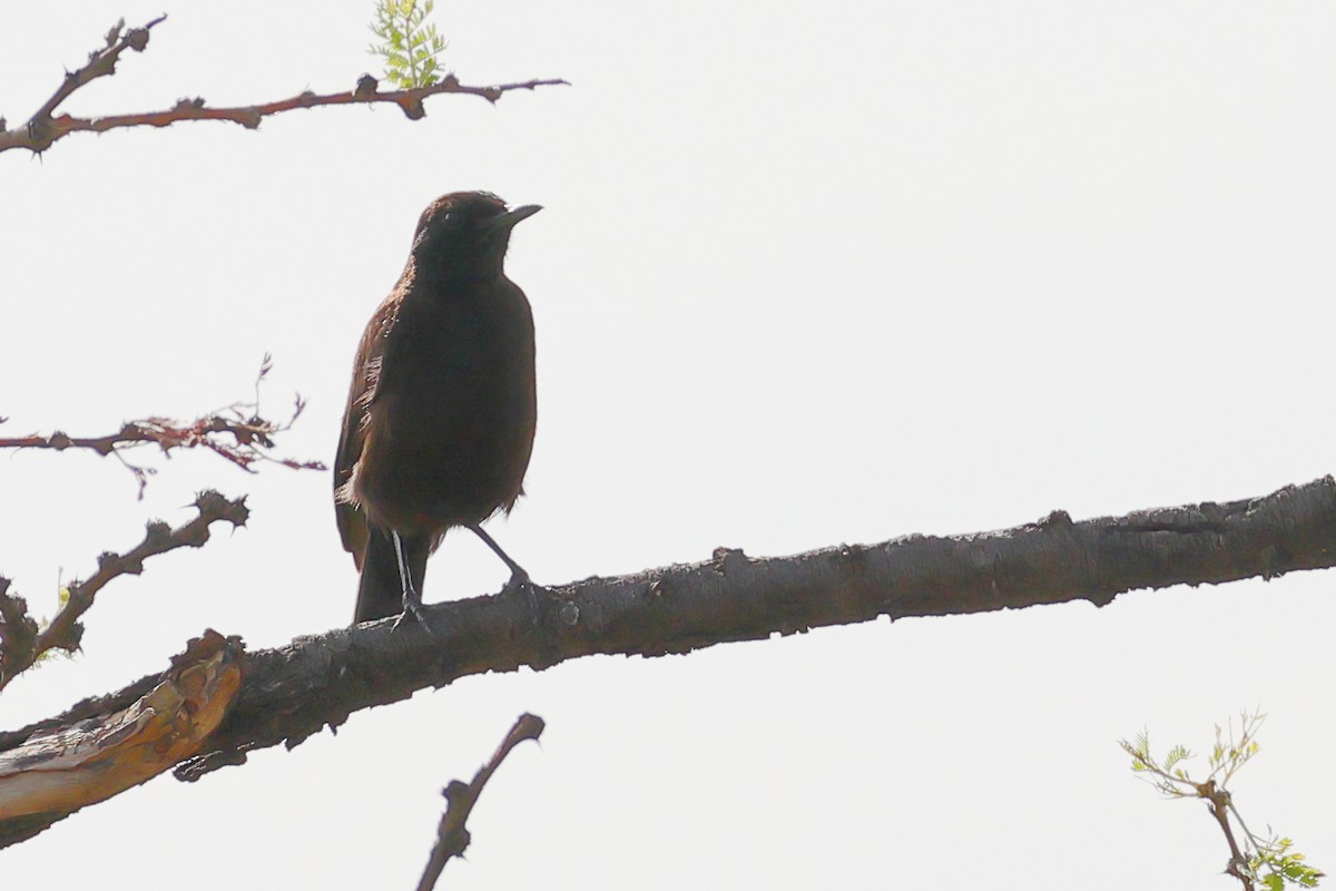 Hadesschmätzer - ML647670845