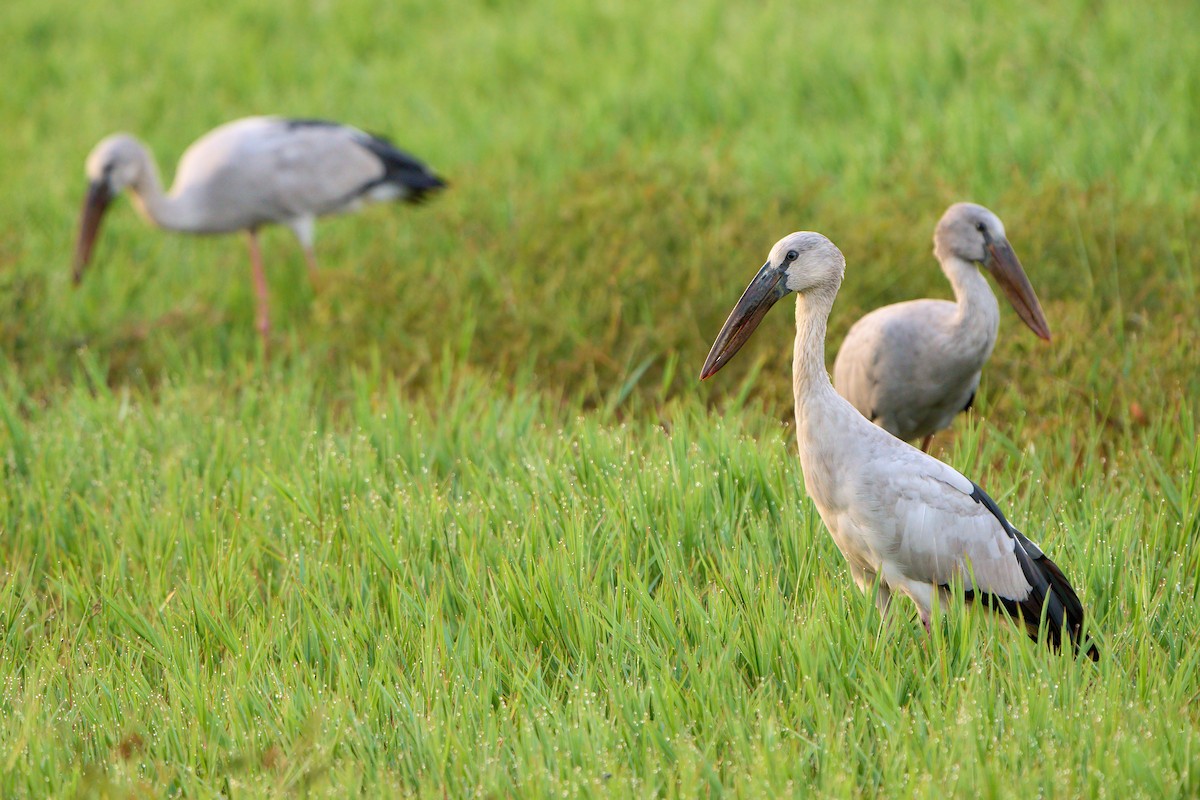 Asian Openbill - ML647670847