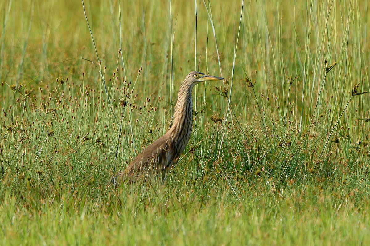 אנפית סוף בלתי-מזוהה - ML647670848