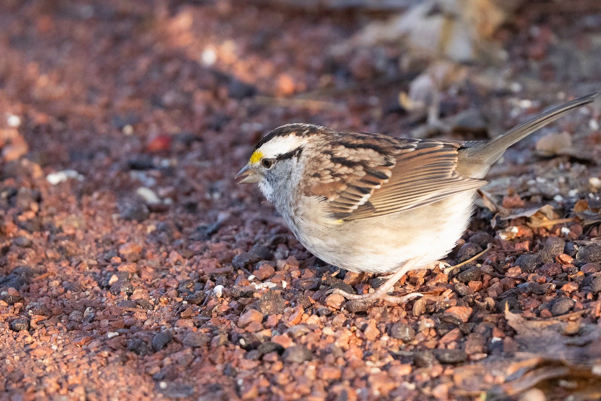 Weißkehlammer - ML647670850