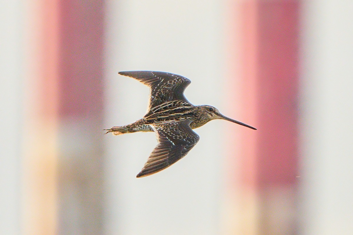 Bekassine - ML647670851