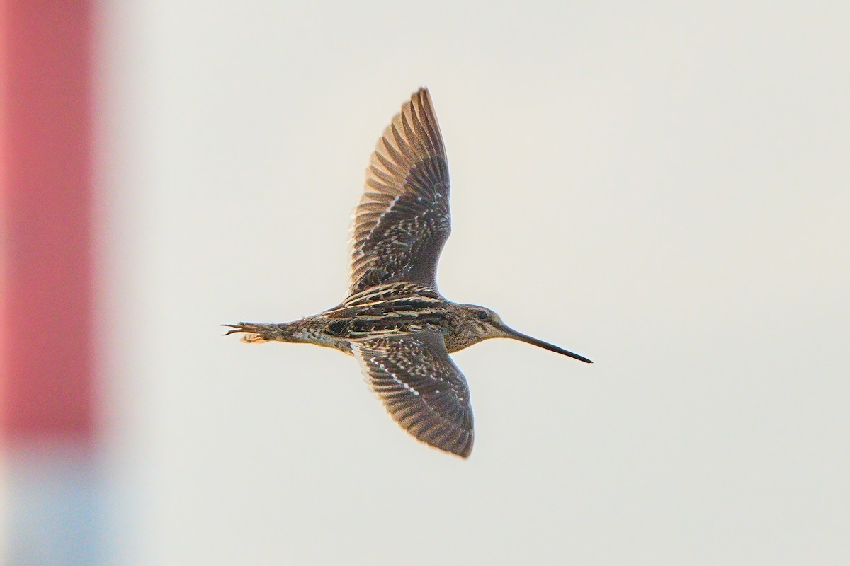 Bekassine - ML647670852