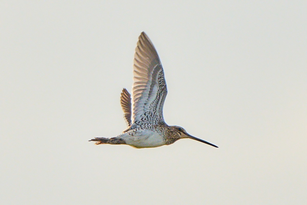 Bekassine - ML647670853