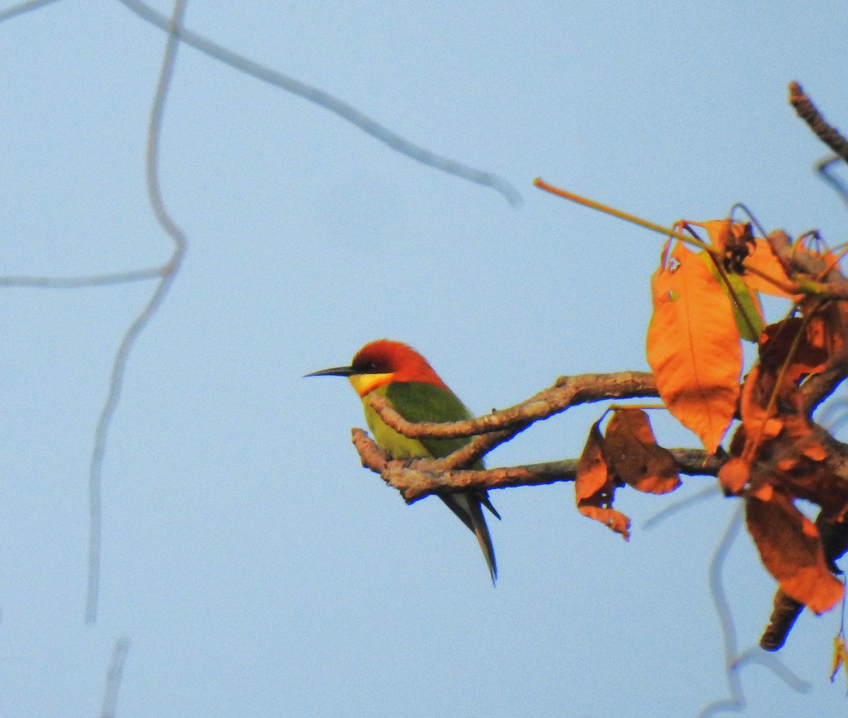 Braunkopfspint - ML647670854