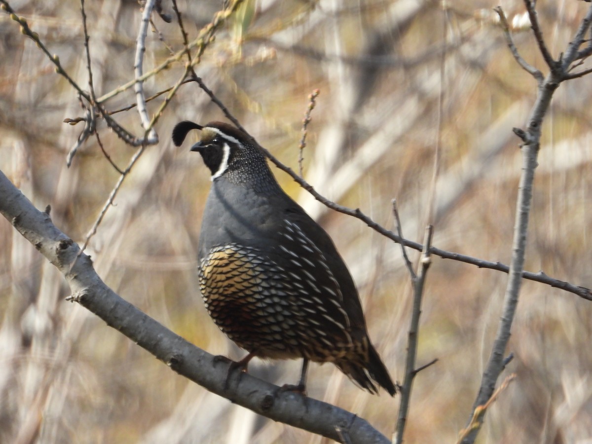 Schopfwachtel - ML647670856