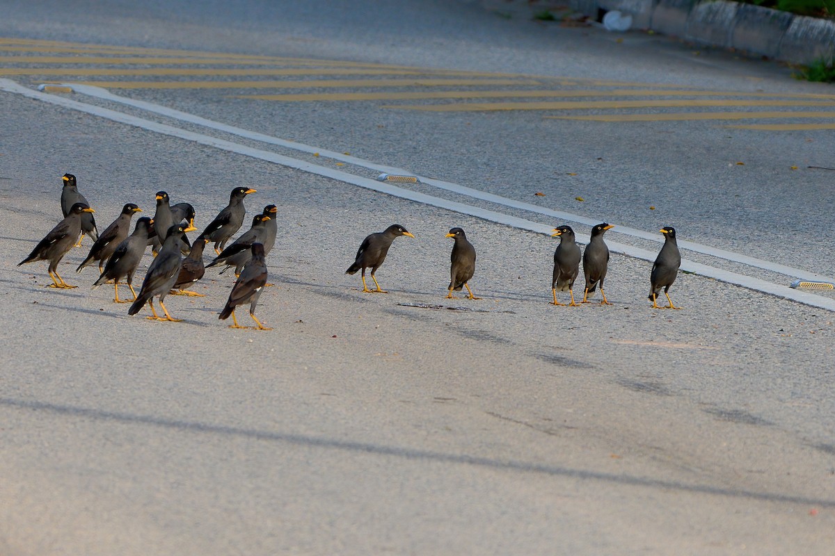 Javan Myna - ML647670859