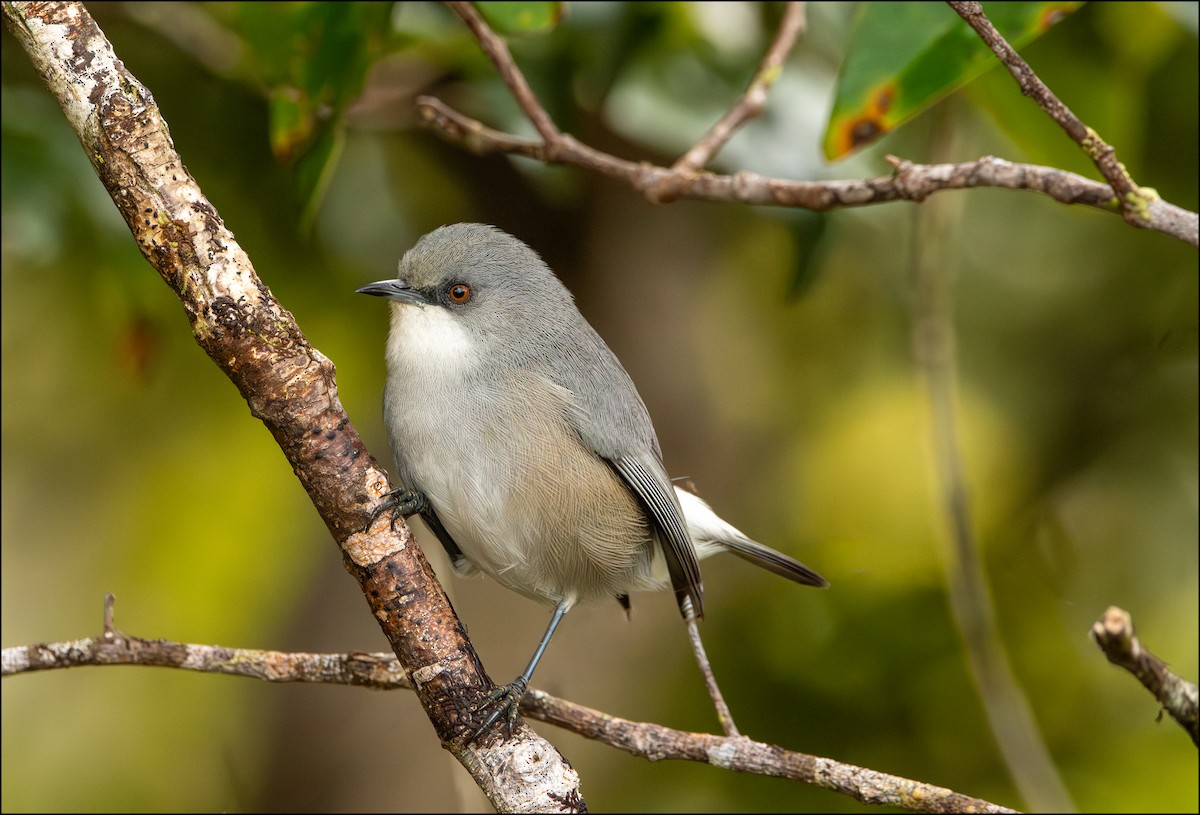 Mauritius-Graubrillenvogel - ML647670860