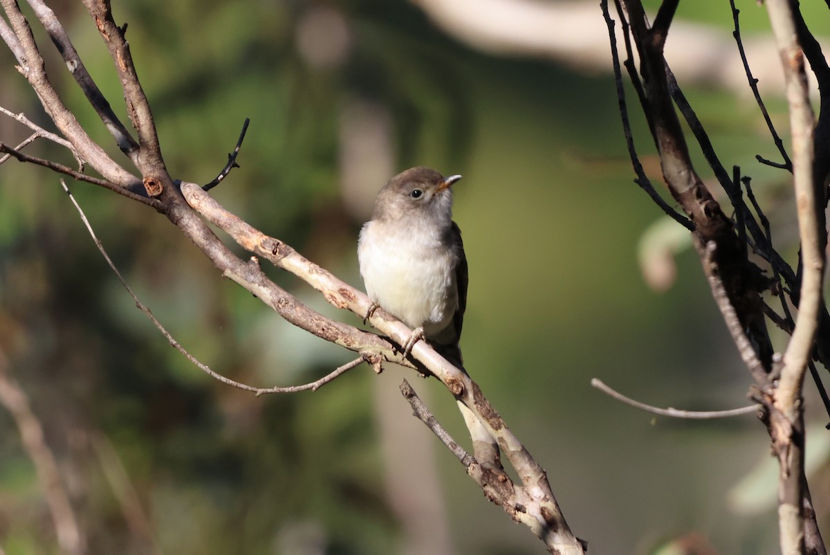 Glanzbronzekuckuck - ML647670862