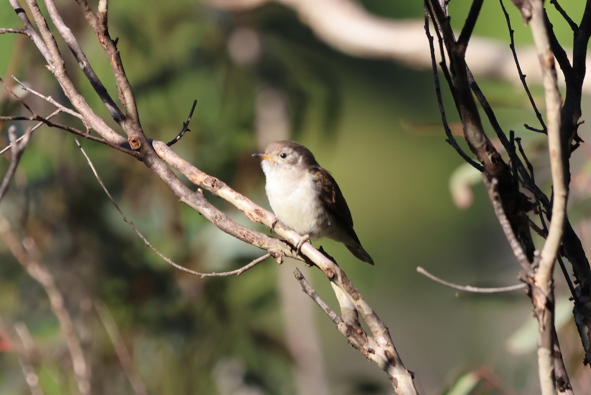 Glanzbronzekuckuck - ML647670863