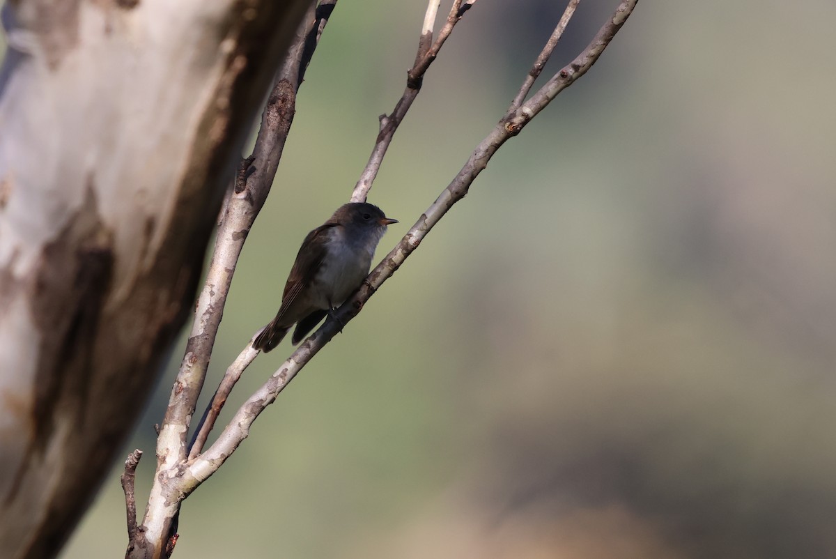 Glanzbronzekuckuck - ML647670864