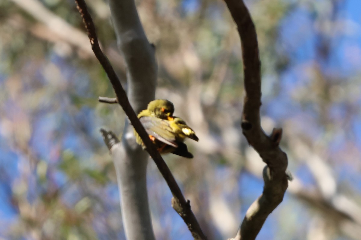 Glockenhonigfresser - ML647670865