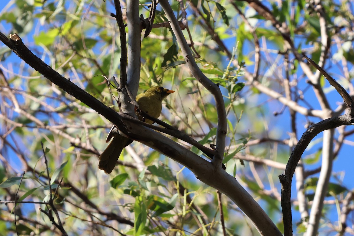 Glockenhonigfresser - ML647670866