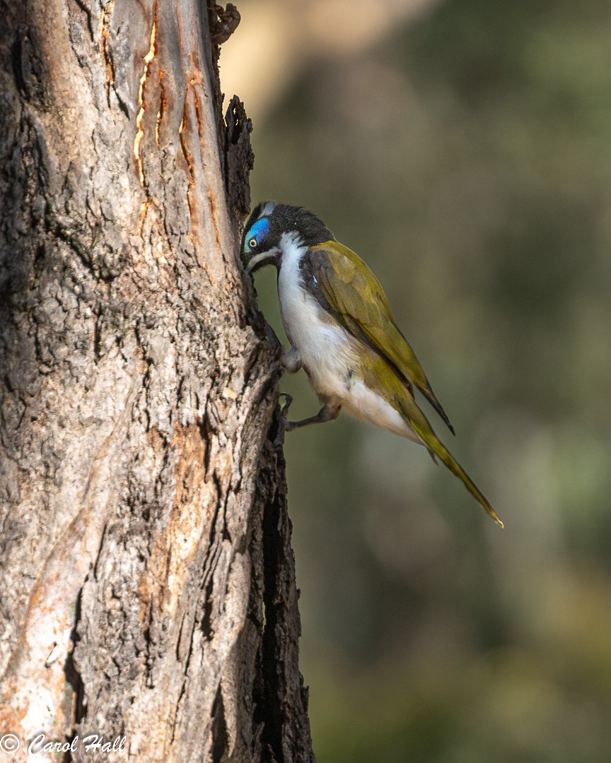 Blue-faced Honeyeater (Blue-faced) - ML647670870