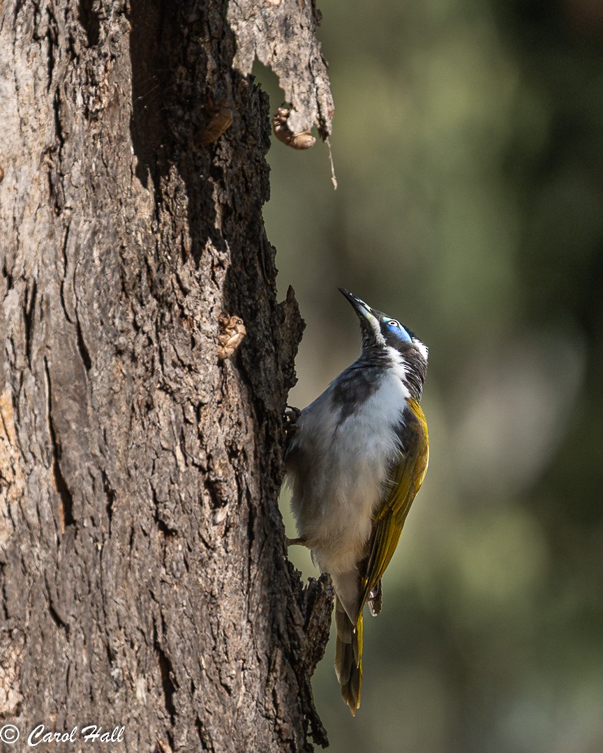 Blue-faced Honeyeater (Blue-faced) - ML647670871