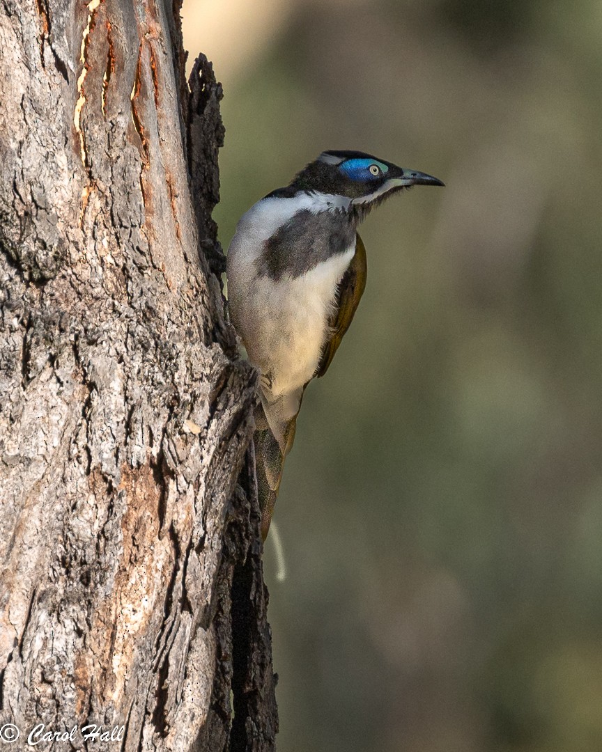 Blue-faced Honeyeater (Blue-faced) - ML647670872