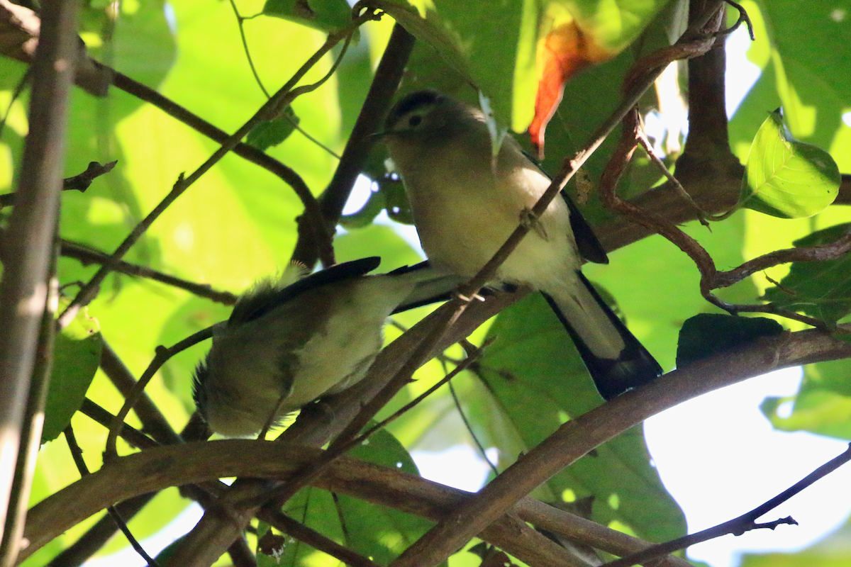 Blue-winged Minla - ML647670875