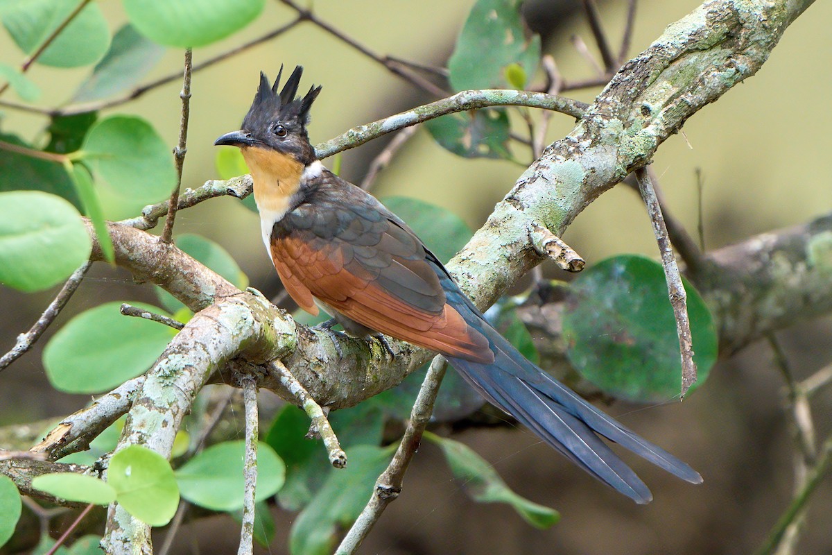 Chestnut-winged Cuckoo - ML647670895