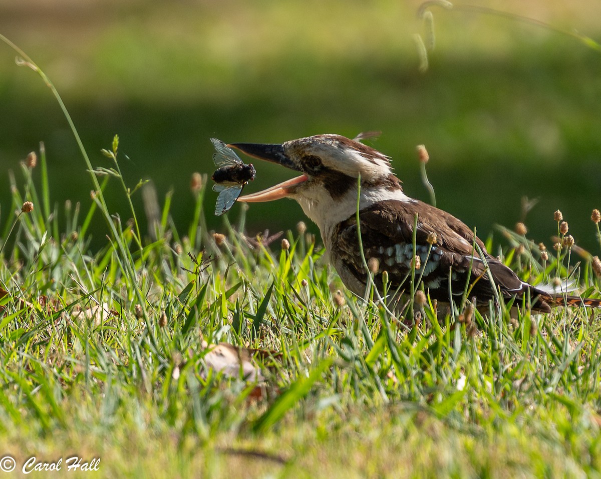 Laughing Kookaburra - ML647670908