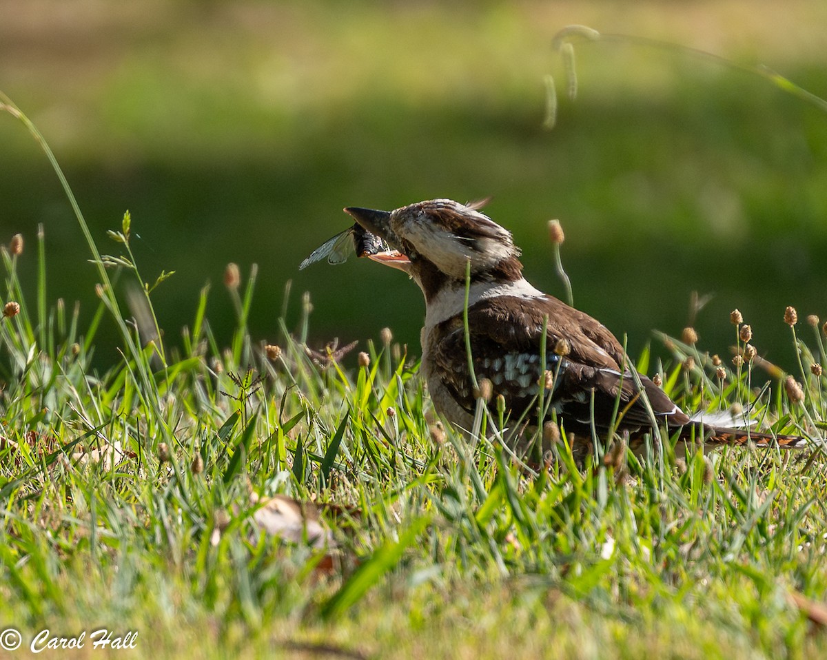 Laughing Kookaburra - ML647670909