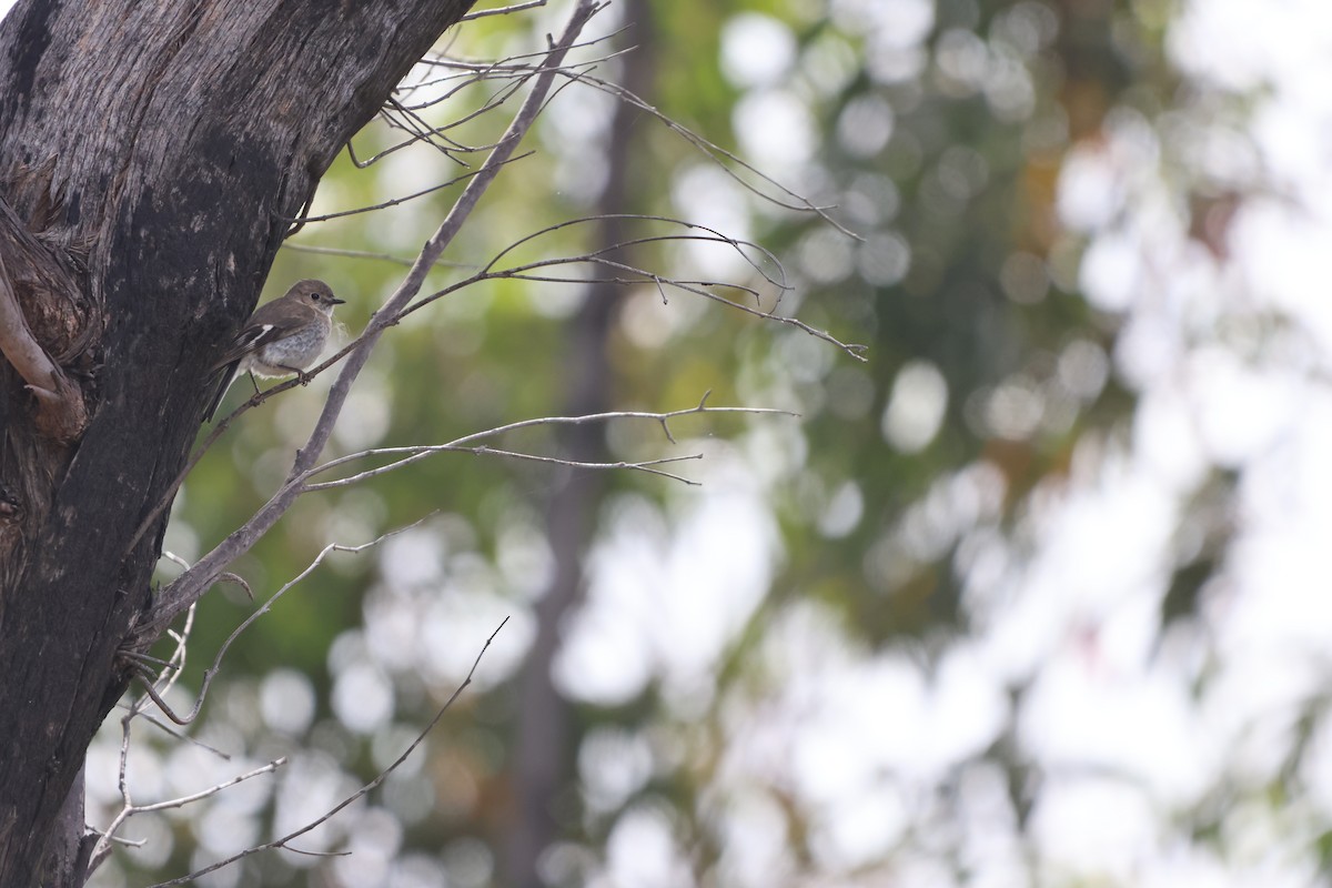 Flame Robin - ML647670913