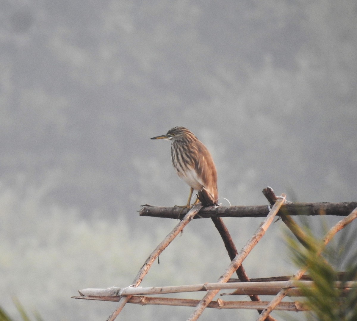 Indian Pond-Heron - ML647670915