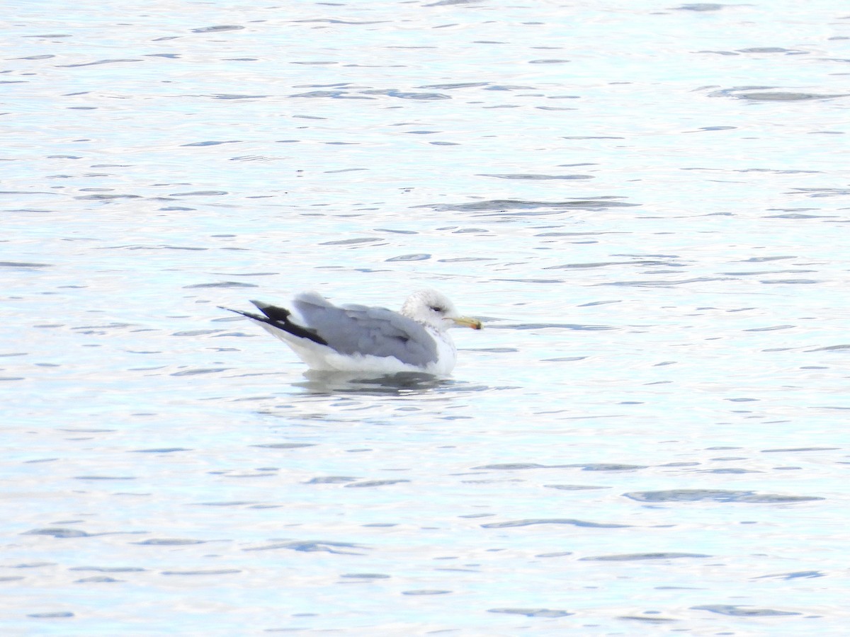California Gull - ML647670917