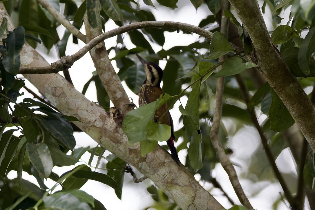 Fire-bellied Woodpecker - ML647670918