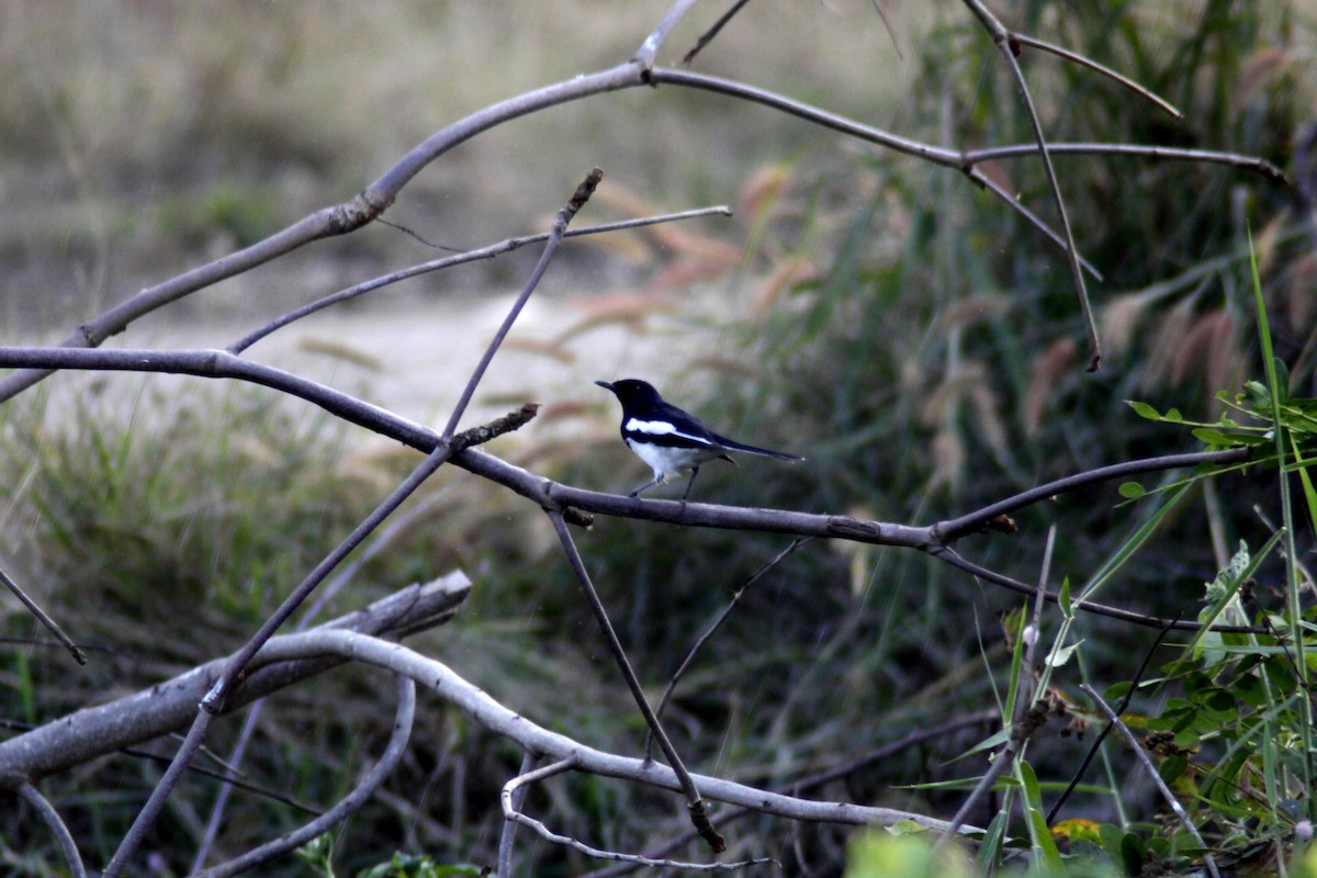 Oriental Magpie-Robin - ML647670919