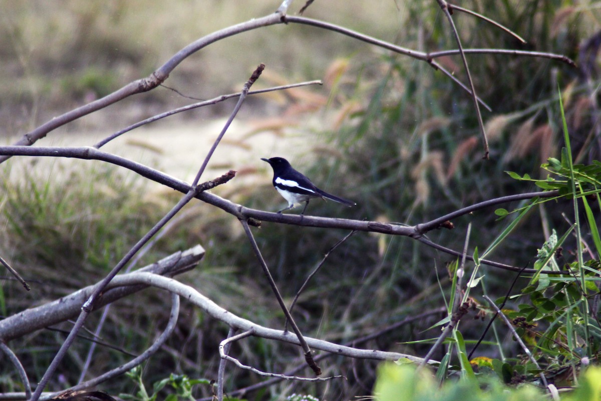 Oriental Magpie-Robin - ML647670920