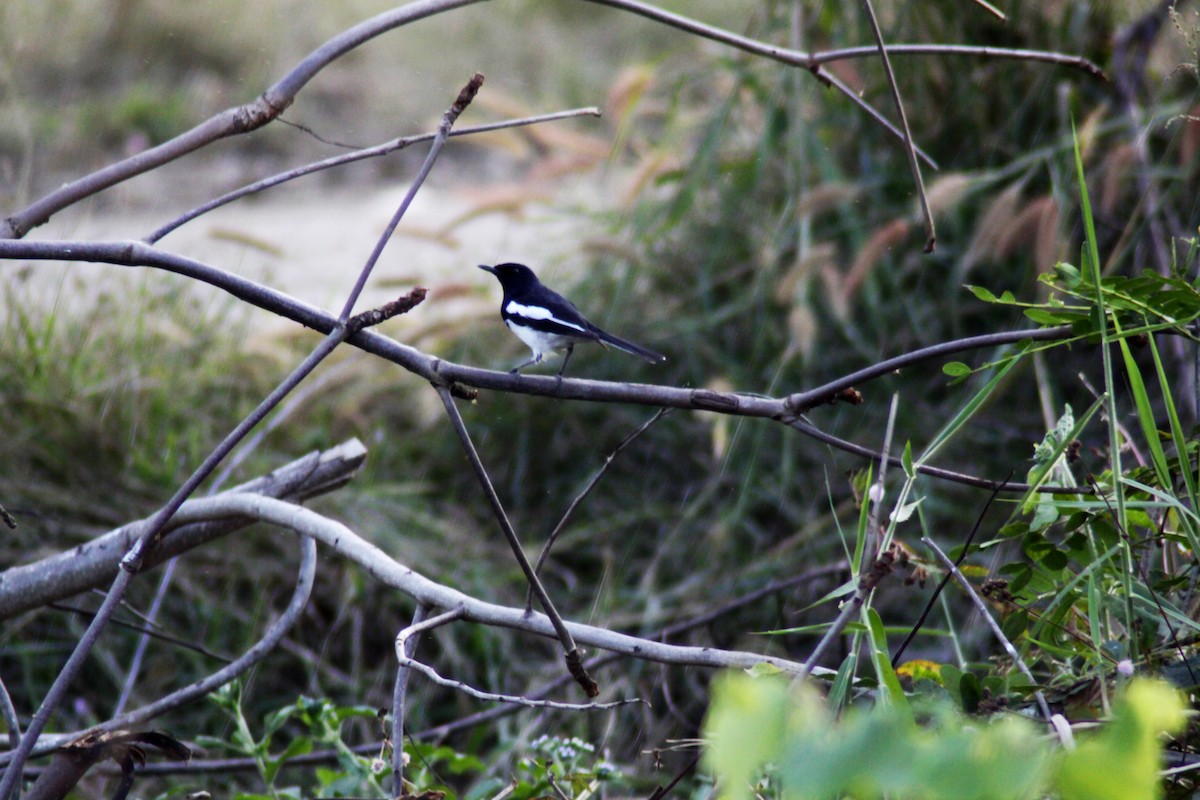 Oriental Magpie-Robin - ML647670921