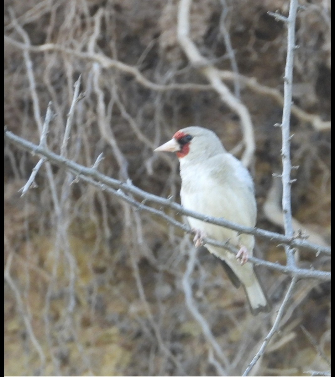 Gray-crowned Goldfinch - ML647670924